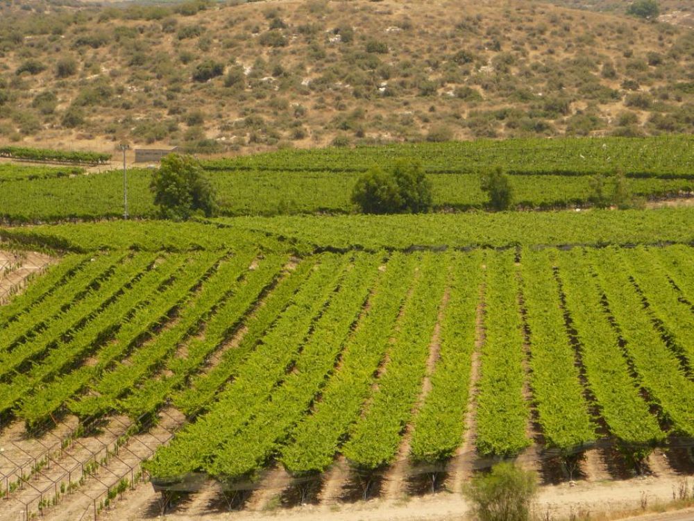 Виноградники в Шфелат Йеуда