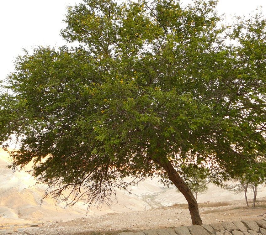 Шита - дерево пустыни