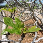 Листья инжира, начало весны в Ципори