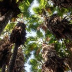 Эйн Мата - в плантации пальм Вашингтония