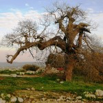Древний дуб, Алон-Тола, на горе Артас, Бейт Эль