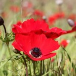 Анемоны - каланиет, любимый в Израиле цветок