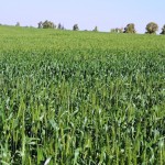 Поле пшеницы в Негеве