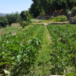 Сатаф, восстановление древнего сельского хозяйства Израиля