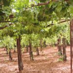 Виноградники в Гуш Эционе, экскурсии в Израиле с Арье Парнисом