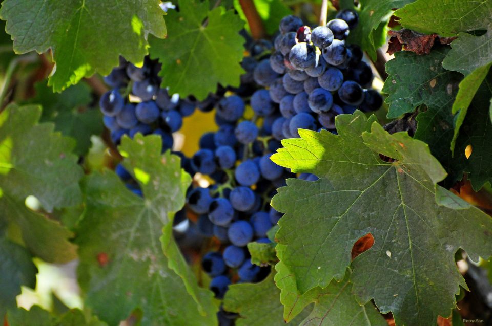 Виноград - символ народа Израиля