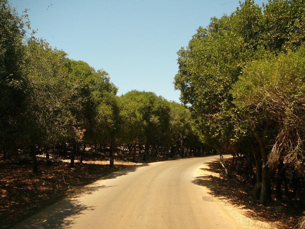 Плотный дубовый лес по дороге на Мухраку