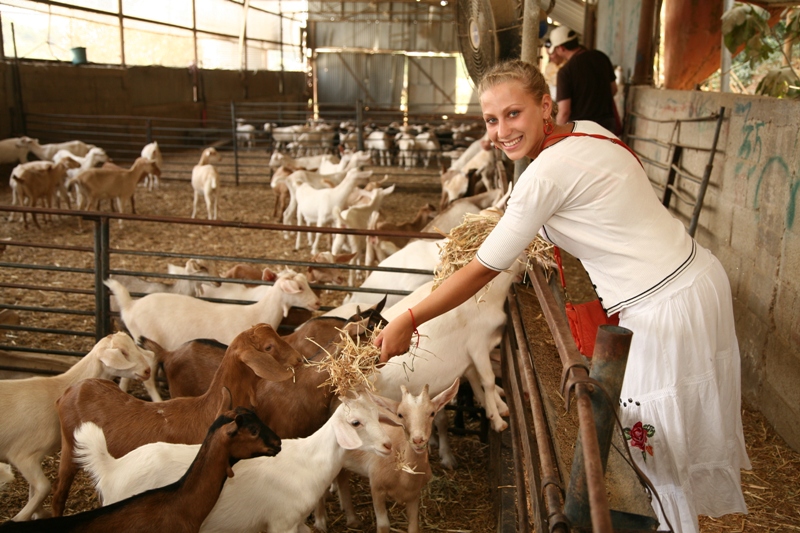 В молочной ферме Дальтон около Цфата