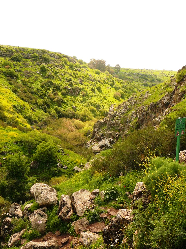 Вид на ущелье Двора - черный базальт утопает в море зелени