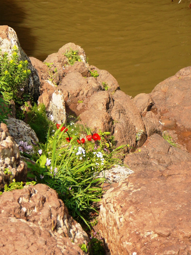 Цветы жизни пробиваются из базальтовых скал Голанских высот