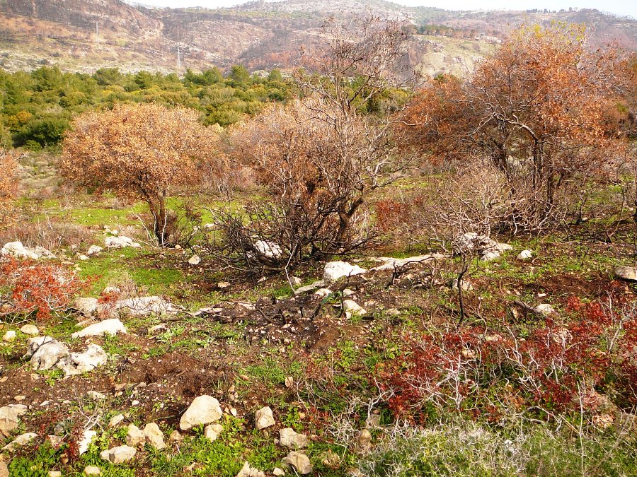 Обгоревшие дубы и кусты "эла эрец-исраэлит"(израильская фисташка)