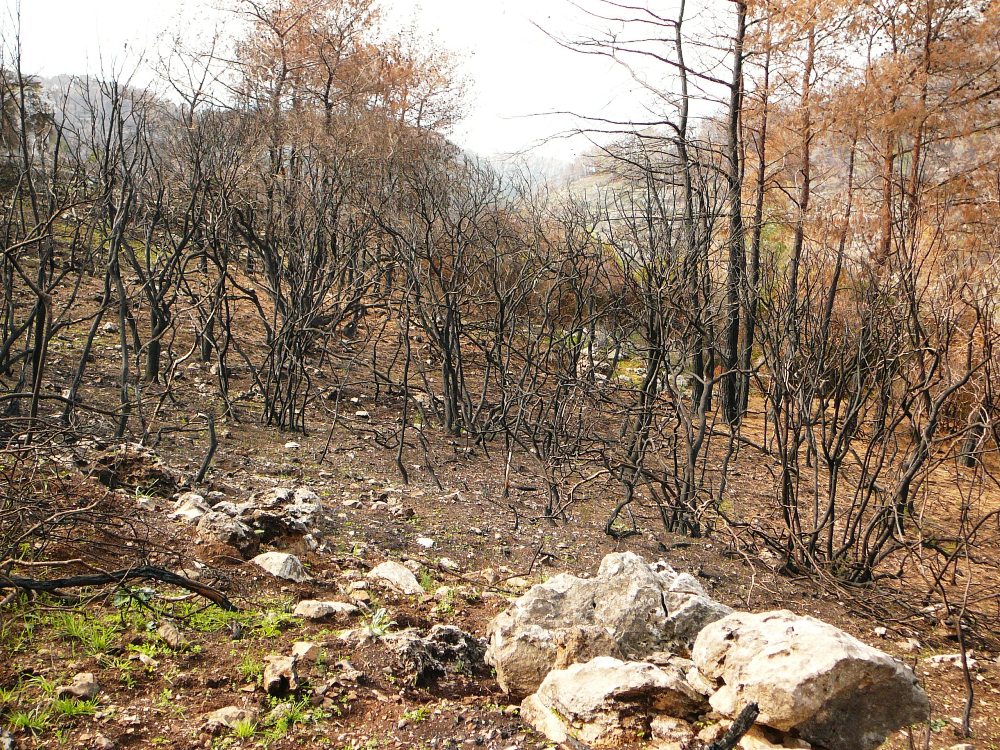 Сожженный лес - до пожара в этой чаще невозможно было пройти