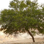 Шита - дерево пустыни
