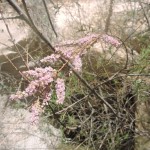 Цветение тамариска в Негеве