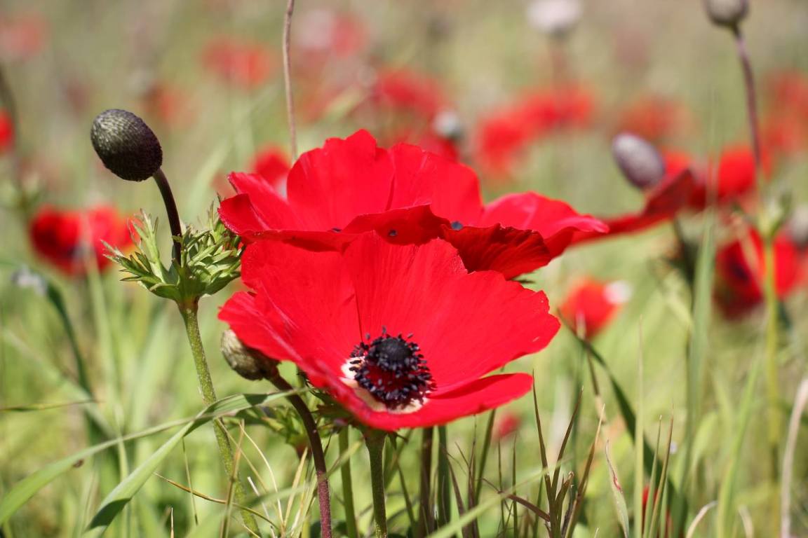 Анемоны - каланиет, любимый в Израиле цветок