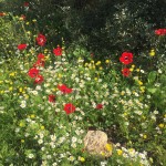 Цветение в Изреельской долине