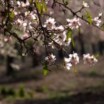 Миндаль - цветение шкедиет в Изреельской долине
