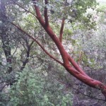 Кталав, земляничное дерево, в Иерусалимских горах