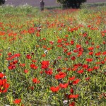 Каланиет - анемоны в Негеве, цветущая пустыня