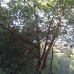 Кталав, земляничное дерево