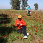 Каланиет - анемоны в Негеве, цветущая пустыня