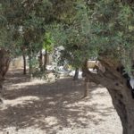 Старые маслины в садике Неби Укаша
