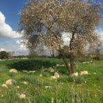 Цветущий миндаль в Иудейской низменности, над долиной Эла