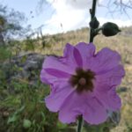 Хотмит, цветы Израиля