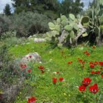 Анемоны, экскурсии в Израиле